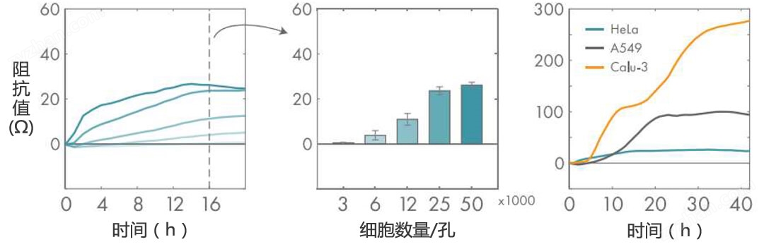 Maestro Z實時無標(biāo)記細胞分析儀 授權(quán)代理商 北京澤平
